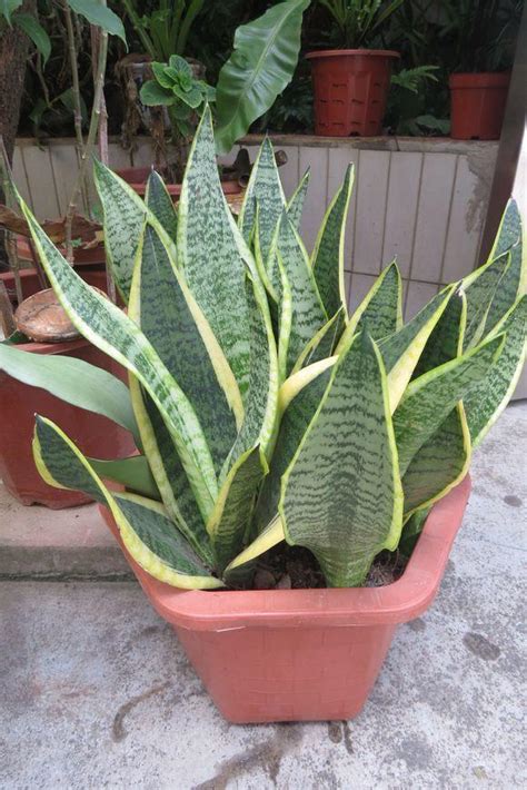 办公室风水禁忌,办公室摆放禁忌讲究,第3张 办公室风水禁忌,办公室摆放禁忌讲究,第3张